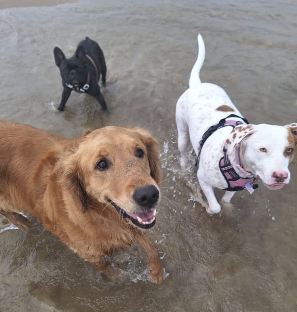 Happy Hound Haven Chicago