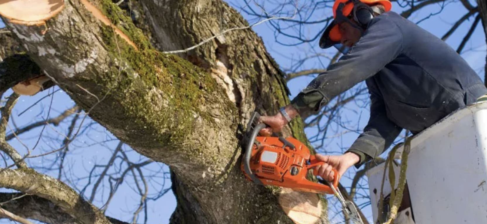 Chopper's Tree Service