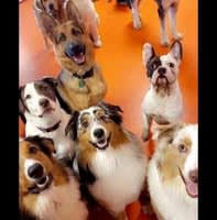Sit & Stay Pet Resort