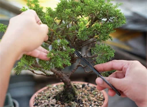 Ashton Ferns  Bonsai Forest Class at Grumpy Goat Distillery