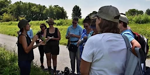 Fox Haven Foragers: Herbal First Aid with Katelyn Jarkoweic