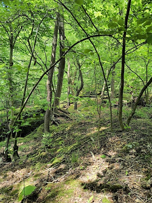 Forest Bathing (Shinrin Yoku) 10-17-26