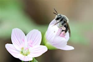 Seminar: Between Plants and Animals: examples of cooperation near & bizarre