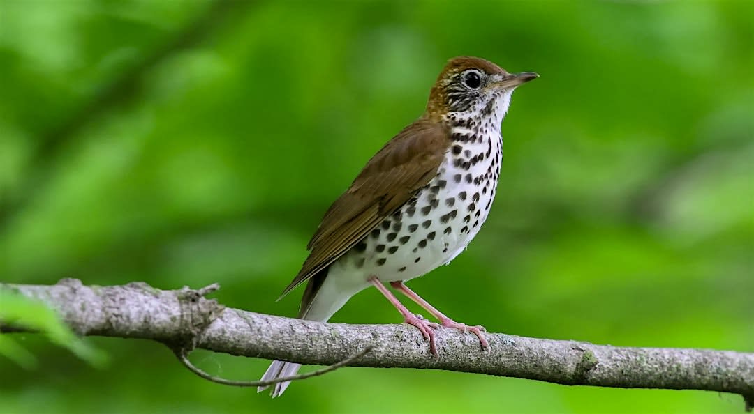 Bird Migration