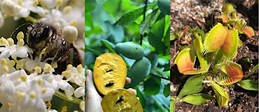 Native Plant and Pawpaw Field Day