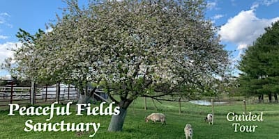 Sept Guided Tour of Peaceful Fields Sanctuary