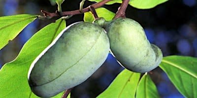 All About Pawpaws: Guided Nature Hike
