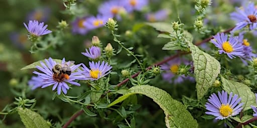 Habitat Advocate: Building Biodiversity in Our Community