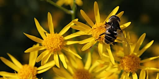 Habitat Advocate: Green Mulch - Native Plants for Layered Landscape Design