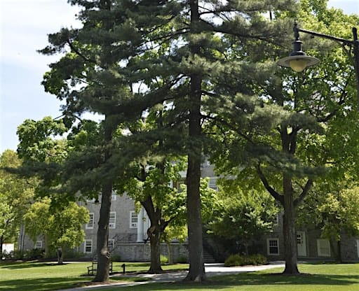 Inaugural Tree Tour at The Trout Gallery