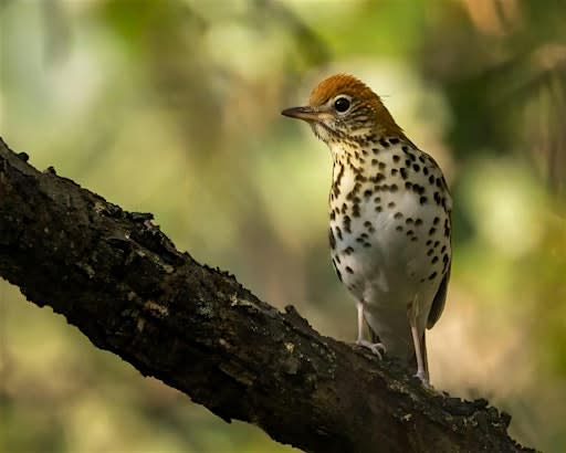 An Incredible Journey: Birding Along the Migratory Pathway