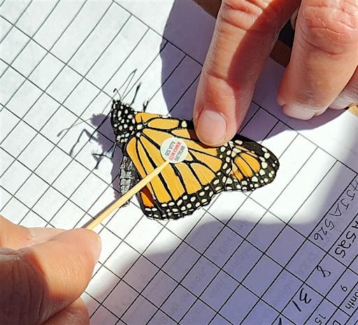*FREE* Monarch Tagging with Winnebago Audubon Partner