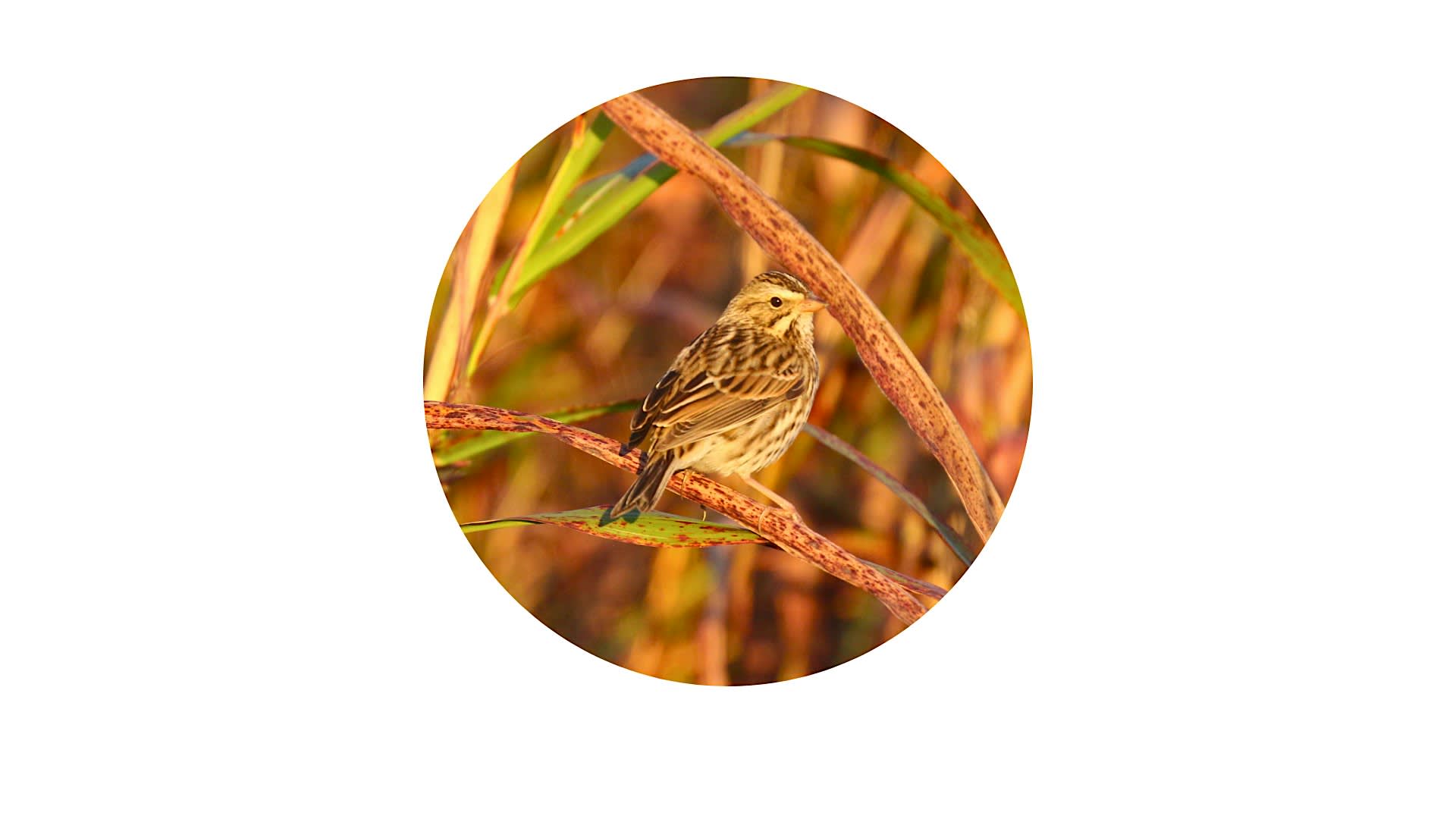 October Bird Walk