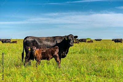 Kentucky Cow-Calf Summit