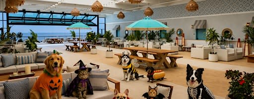 Howl-O-Ween at the Ashore: Pet Adoption & Pet Costume Contest Event