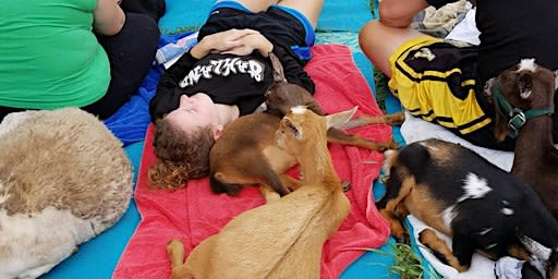 Meditation, Mindfulness, and Energy Healing with Goats