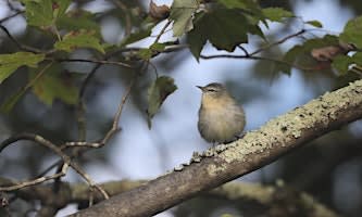 NJ Audubon Early Bird Walks