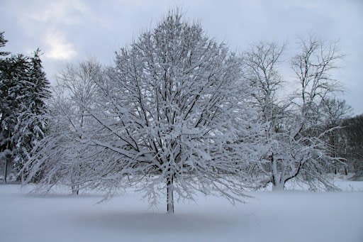 Wildlife Overwintering Strategies