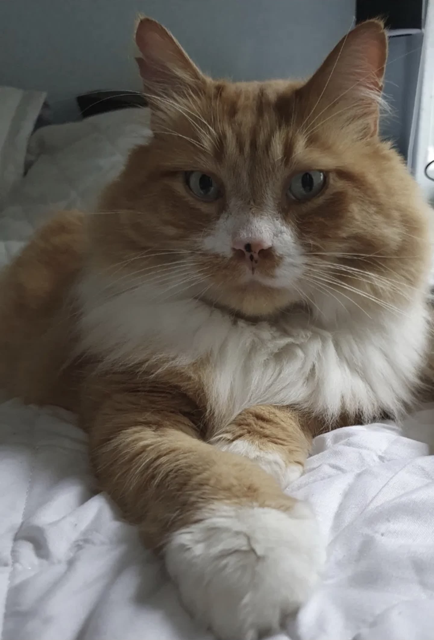 Our cat