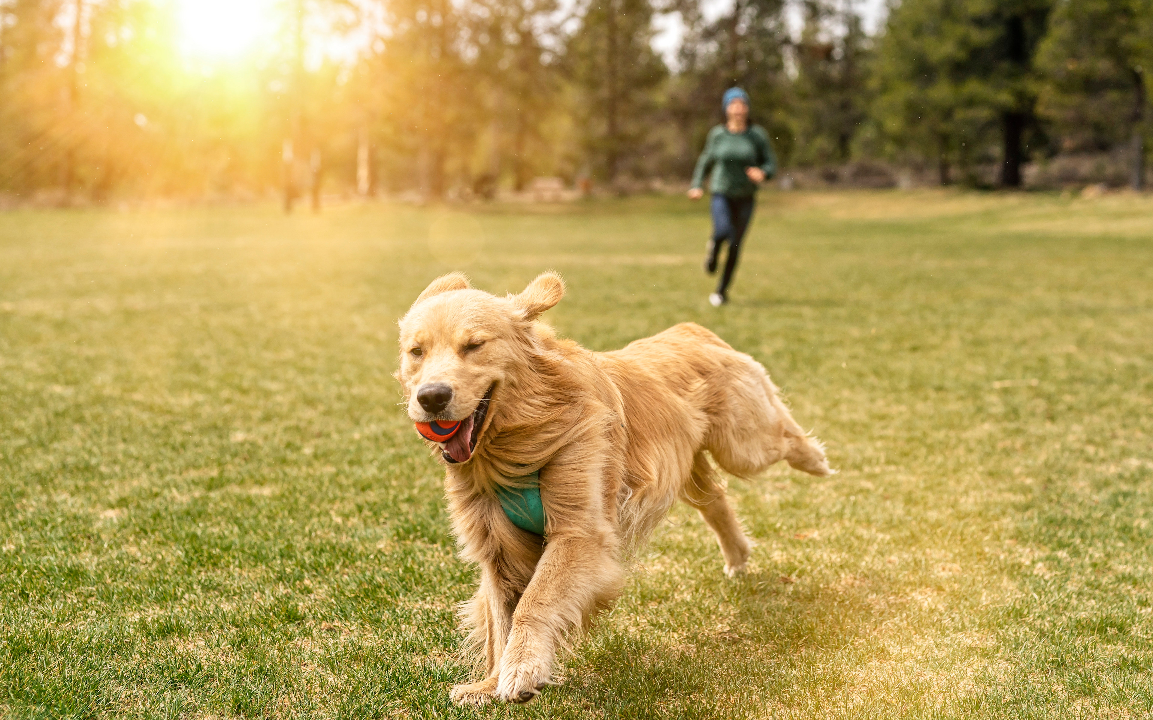 A golden retriever dog is running on a grassy field, with a person jogging in the background against a backdrop of trees and sunlight.