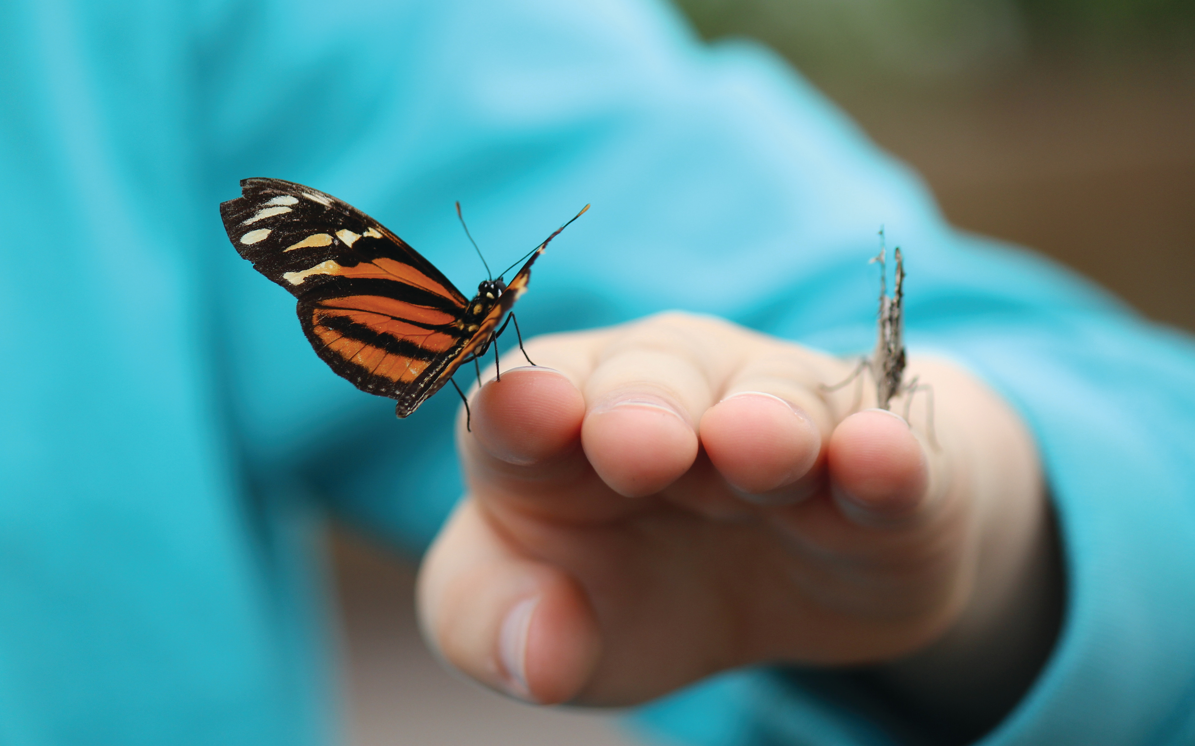 A colorful butterfly rests on a person's outstretched hand against a blurred turquoise background.