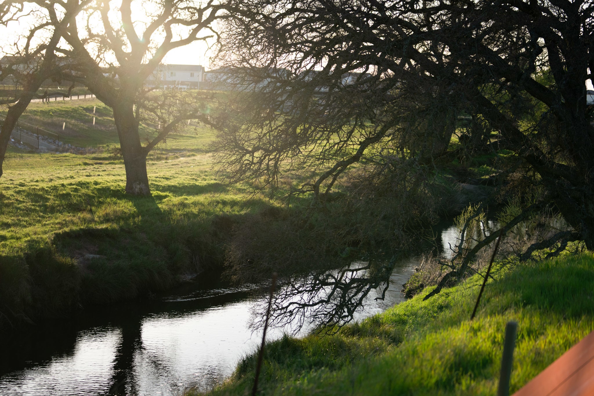 A serene landscape with a tranquil stream winding through a lush, verdant meadow, surrounded by a canopy of gnarled, ancient trees bathed in the warm glow of the setting sun.