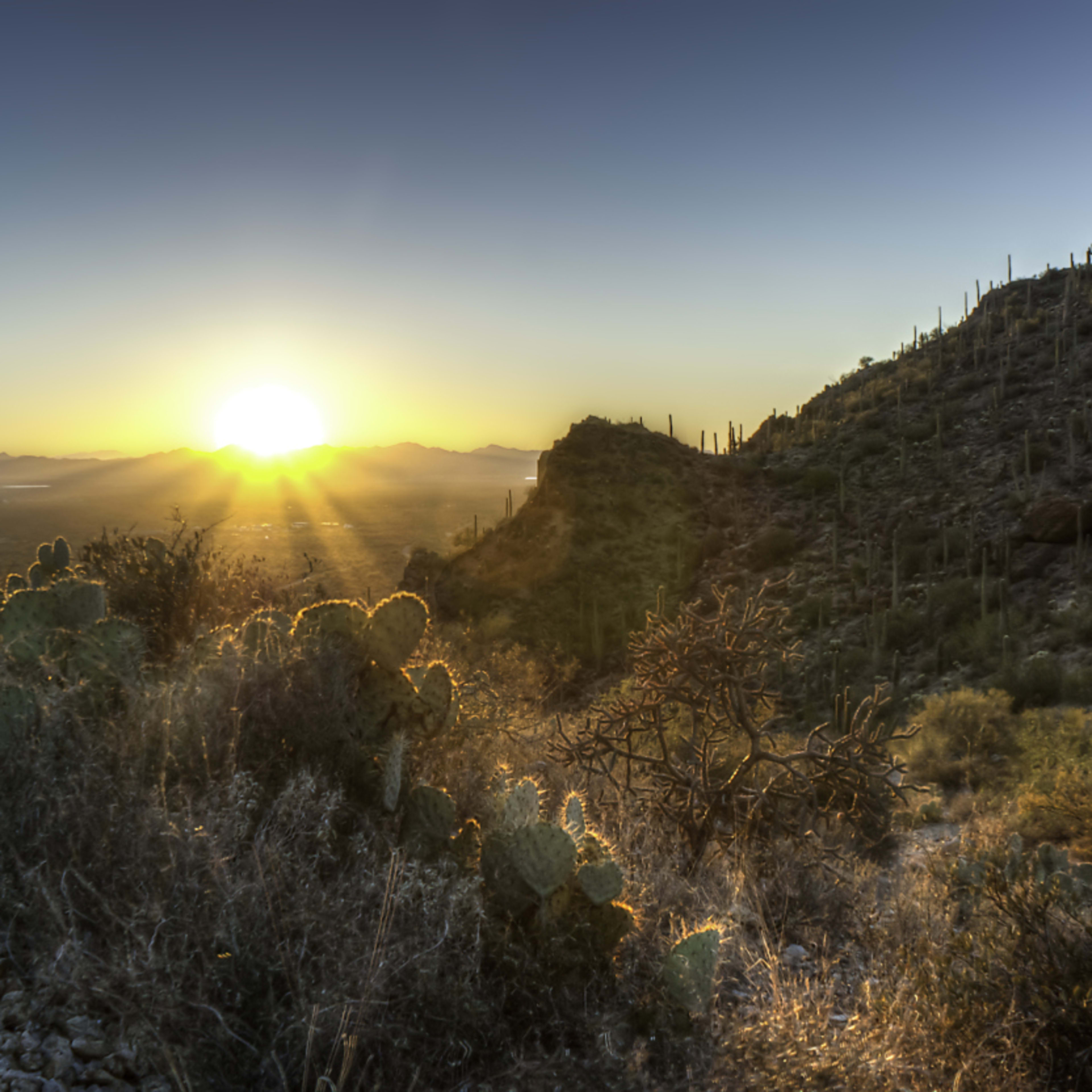 A scenic mountain landscape with a winding path leading through a field of cacti and other desert vegetation, bathed in the warm glow of the setting sun.