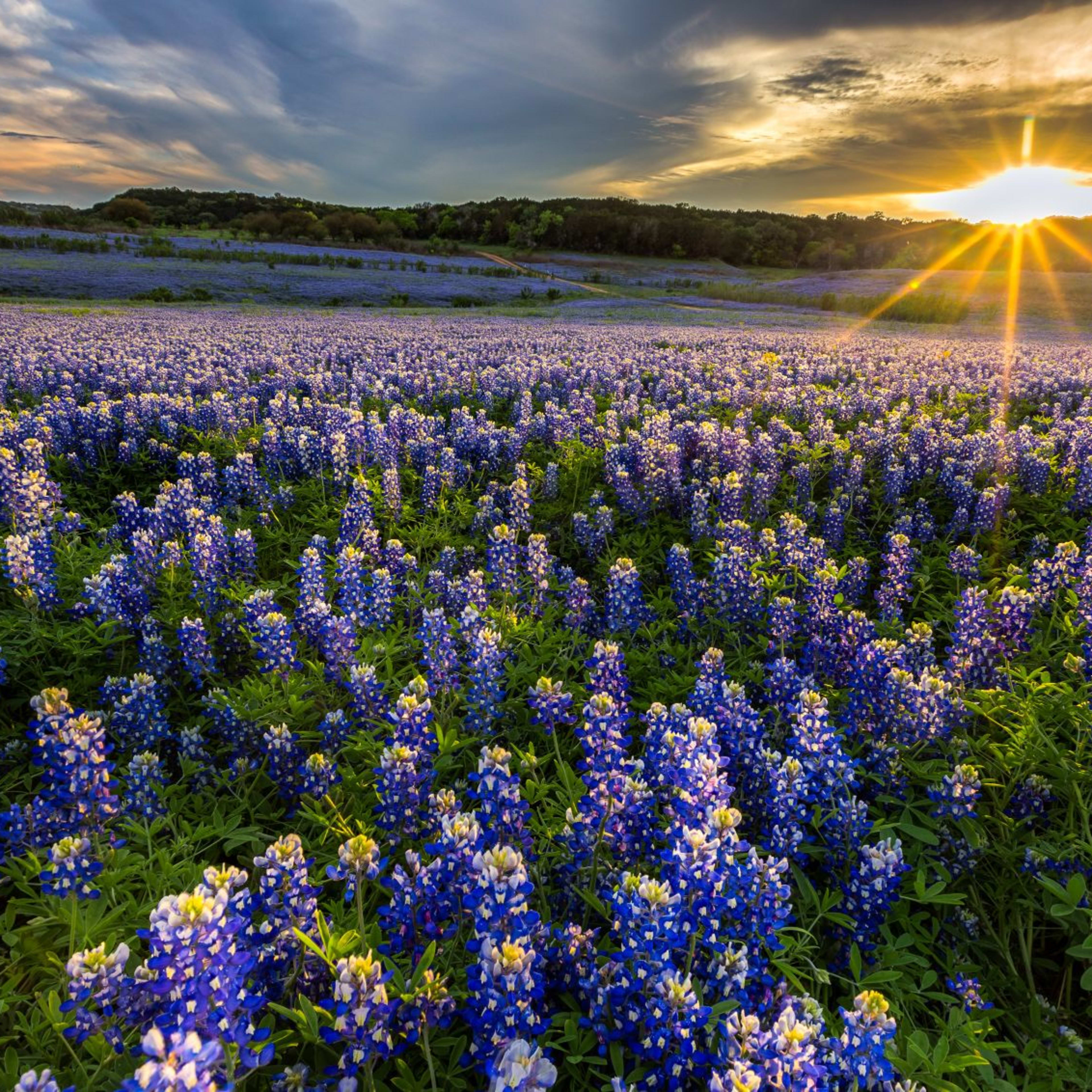 A vast field of vibrant blue and purple wildflowers stretches out under a dramatic sky with a glowing sunset, casting warm rays of light across the lush landscape.