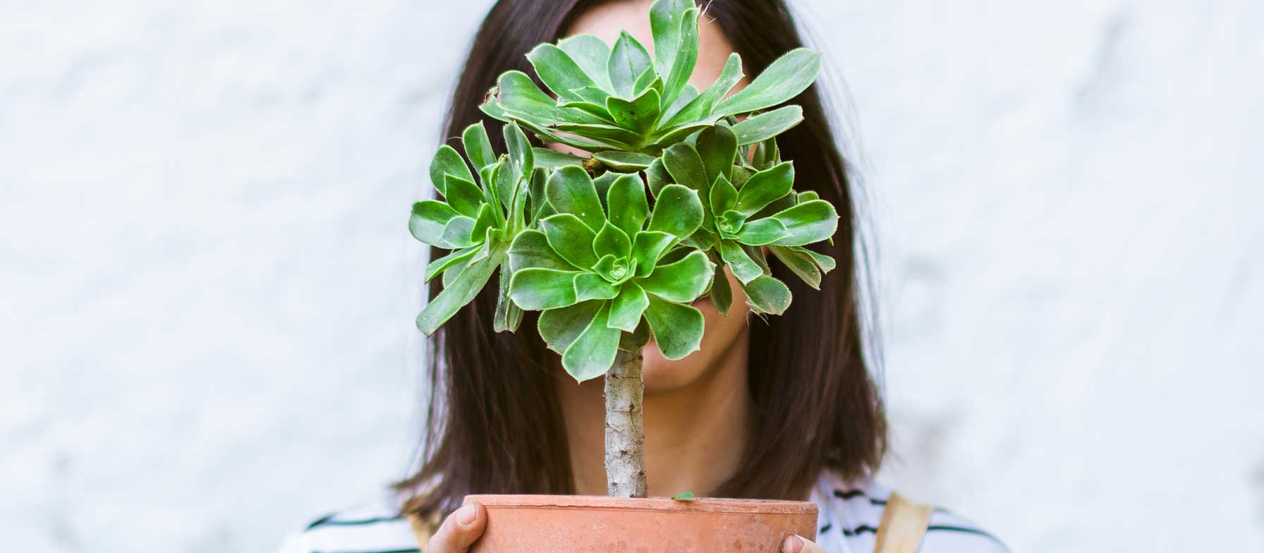 A lush, green succulent plant is held in front of a person's face, partially obscuring their features against a plain white background.