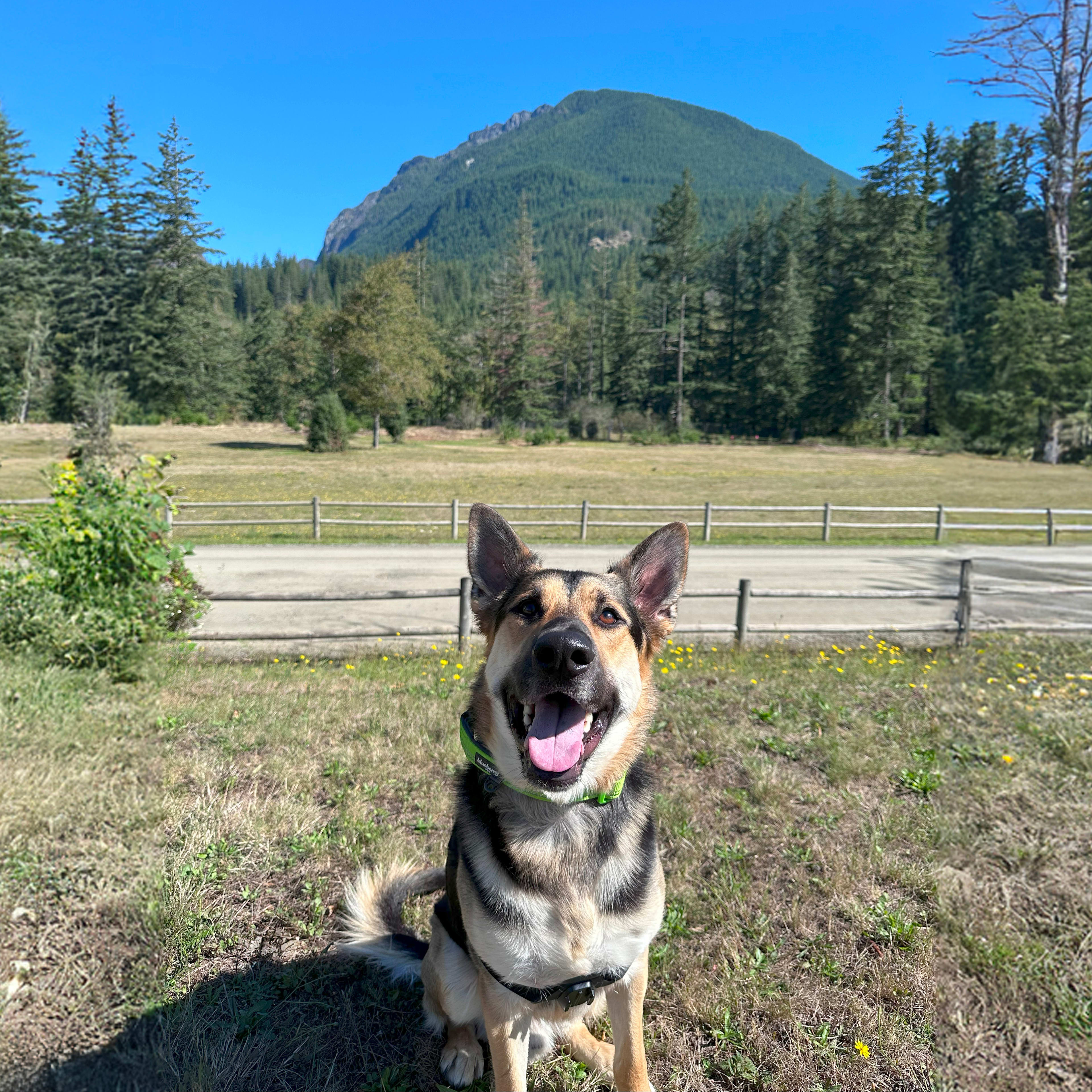 A happy German shepherd dog sits in a grassy field, with a forested mountain range and clear blue sky visible in the background.