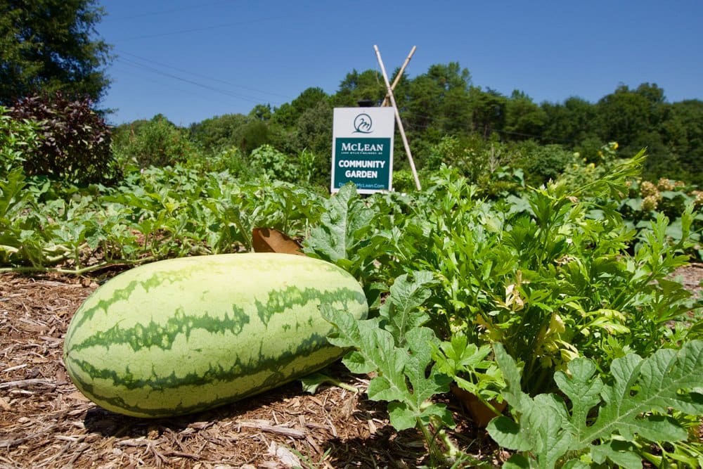 A large, green watermelon rests on the ground amidst lush, verdant vegetation, with a sign indicating a "McLean Community Garden" in the background.
