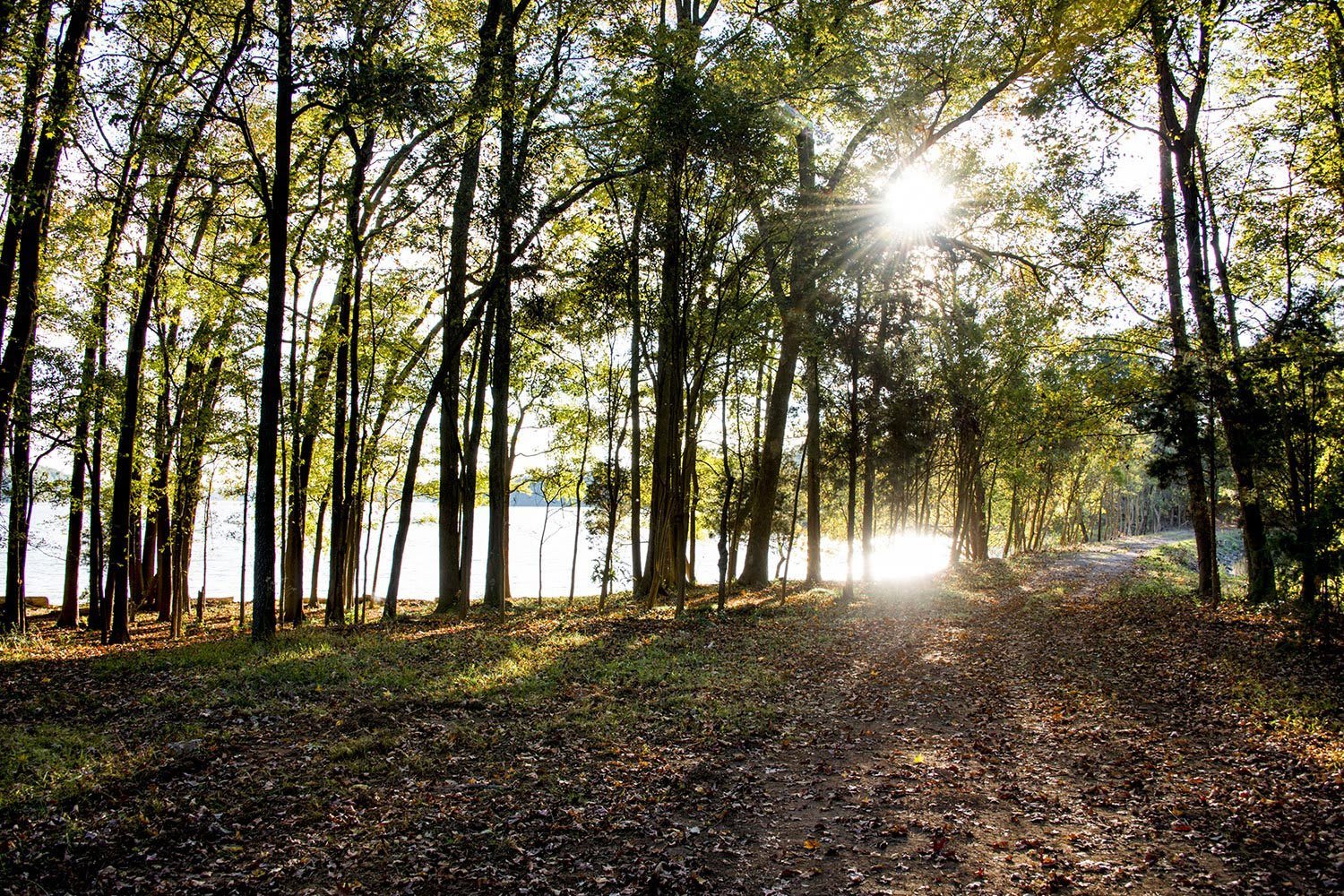 A serene forest path winds through a lush, verdant landscape, with sunlight filtering through the canopy of trees and casting a warm glow on the surrounding foliage.