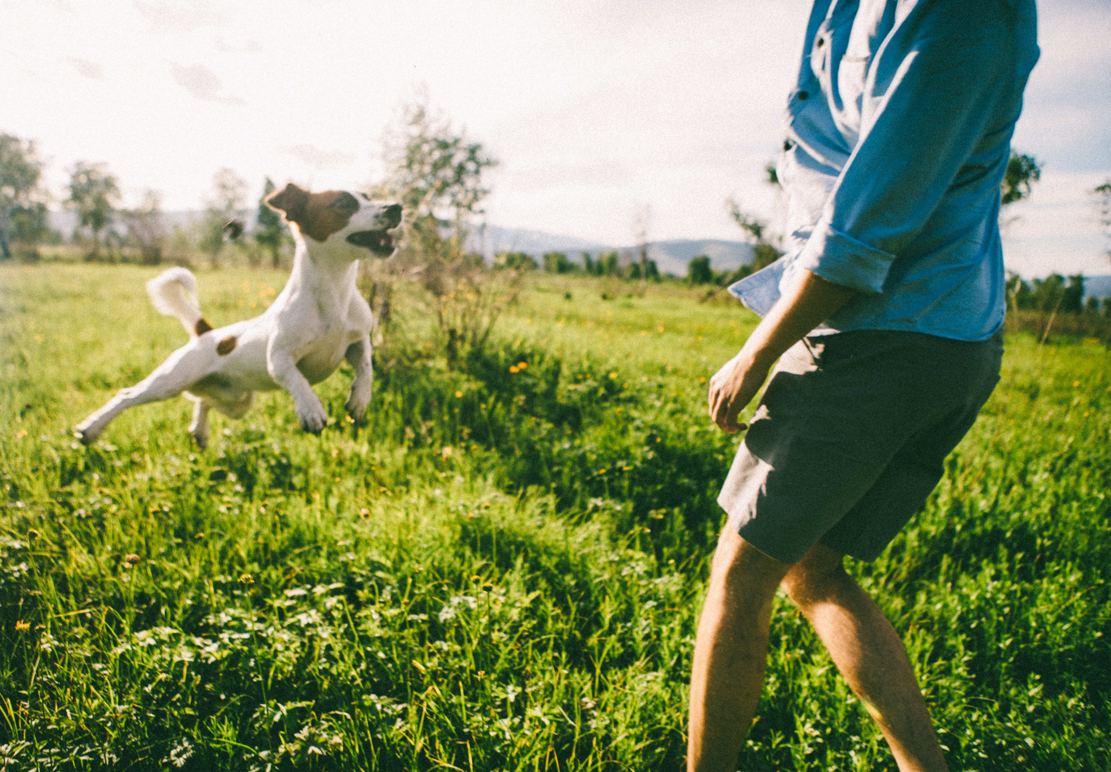 A white dog is running through a lush, grassy field, with a person's legs visible in the foreground.