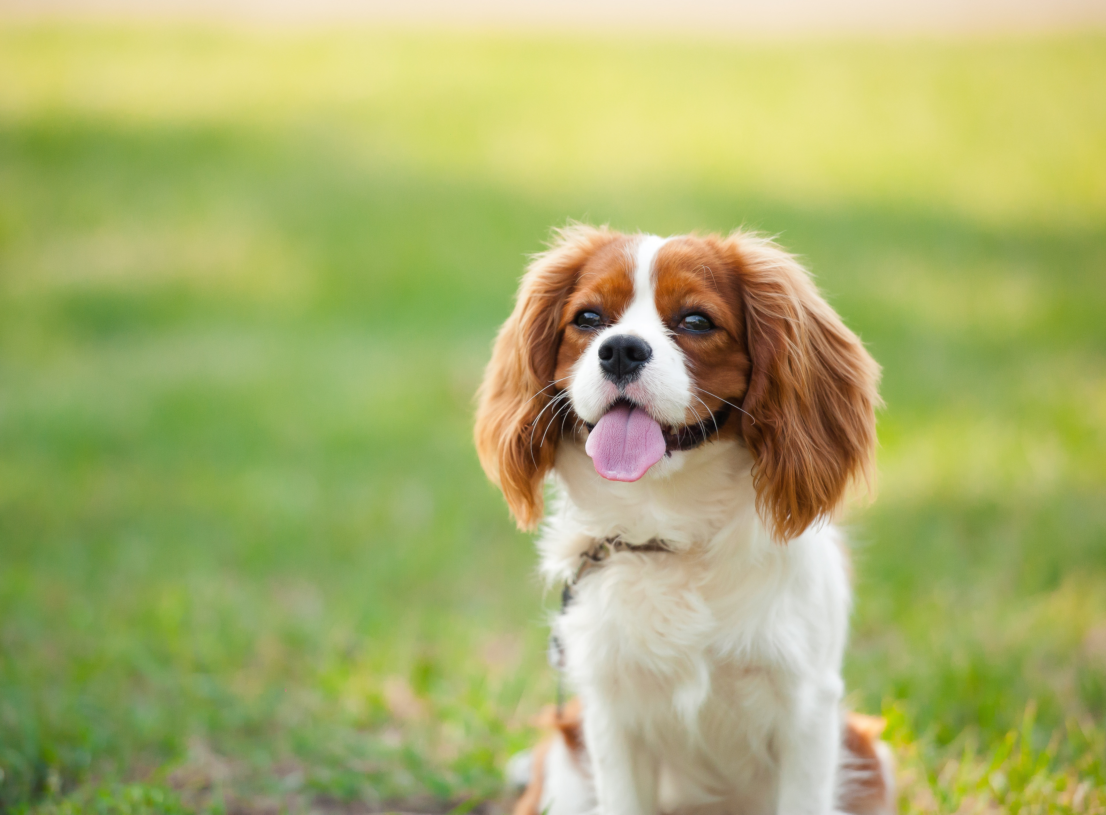A cheerful Cavalier King Charles Spaniel dog sits in a lush, grassy field with a blurred, vibrant green background.