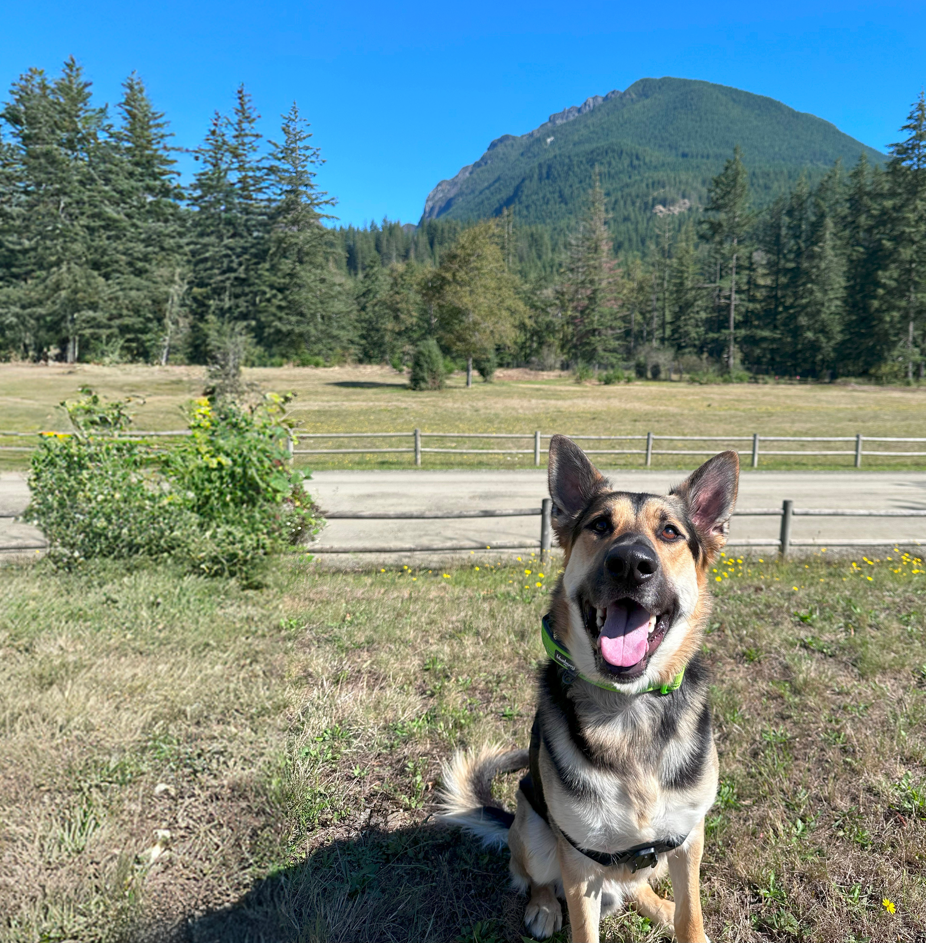 A German shepherd dog sits in a grassy field, with a forested mountain range and blue sky in the background.