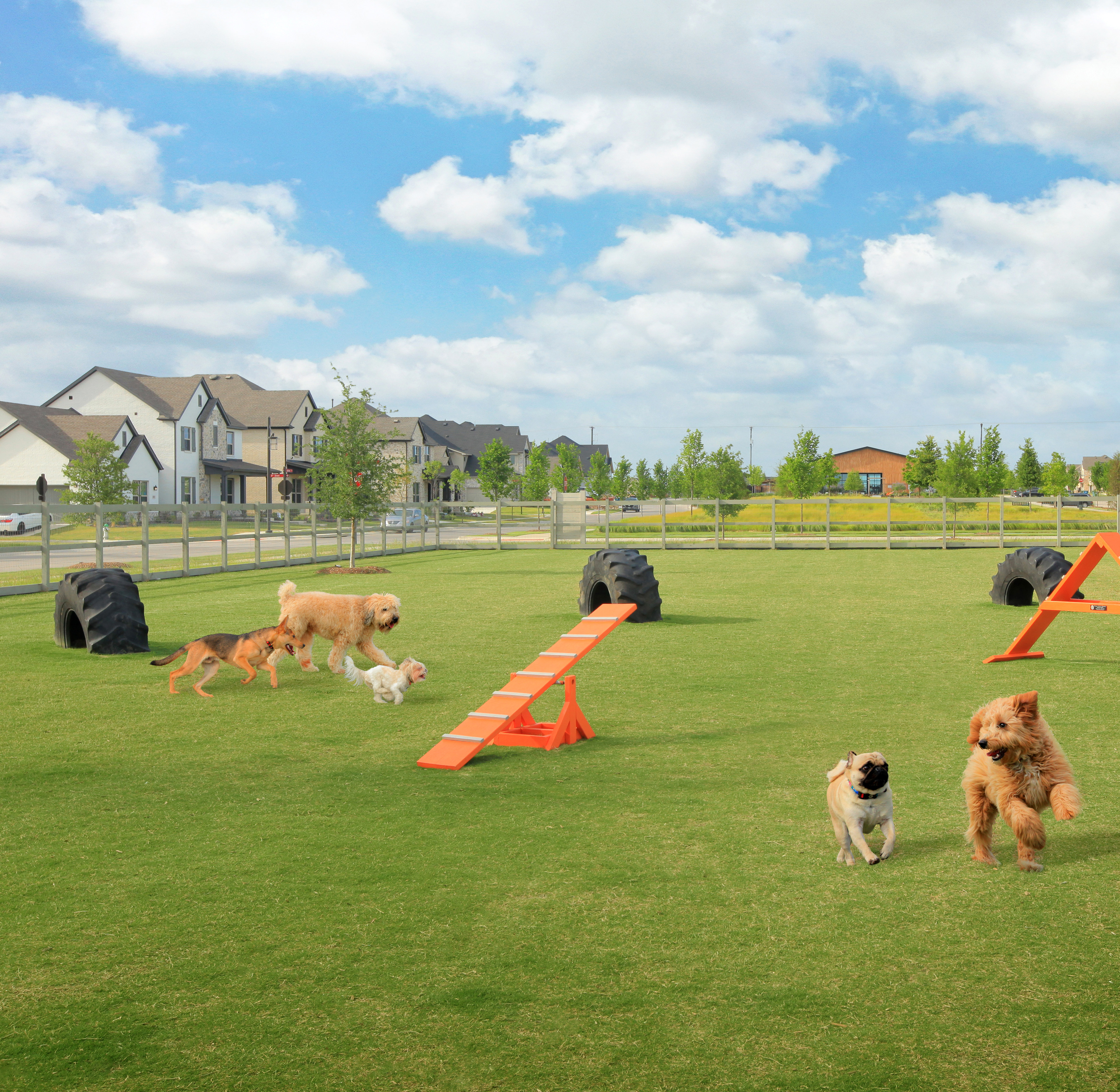 A grassy field with several dogs playing on agility equipment, surrounded by a residential neighborhood with houses and trees in the background.