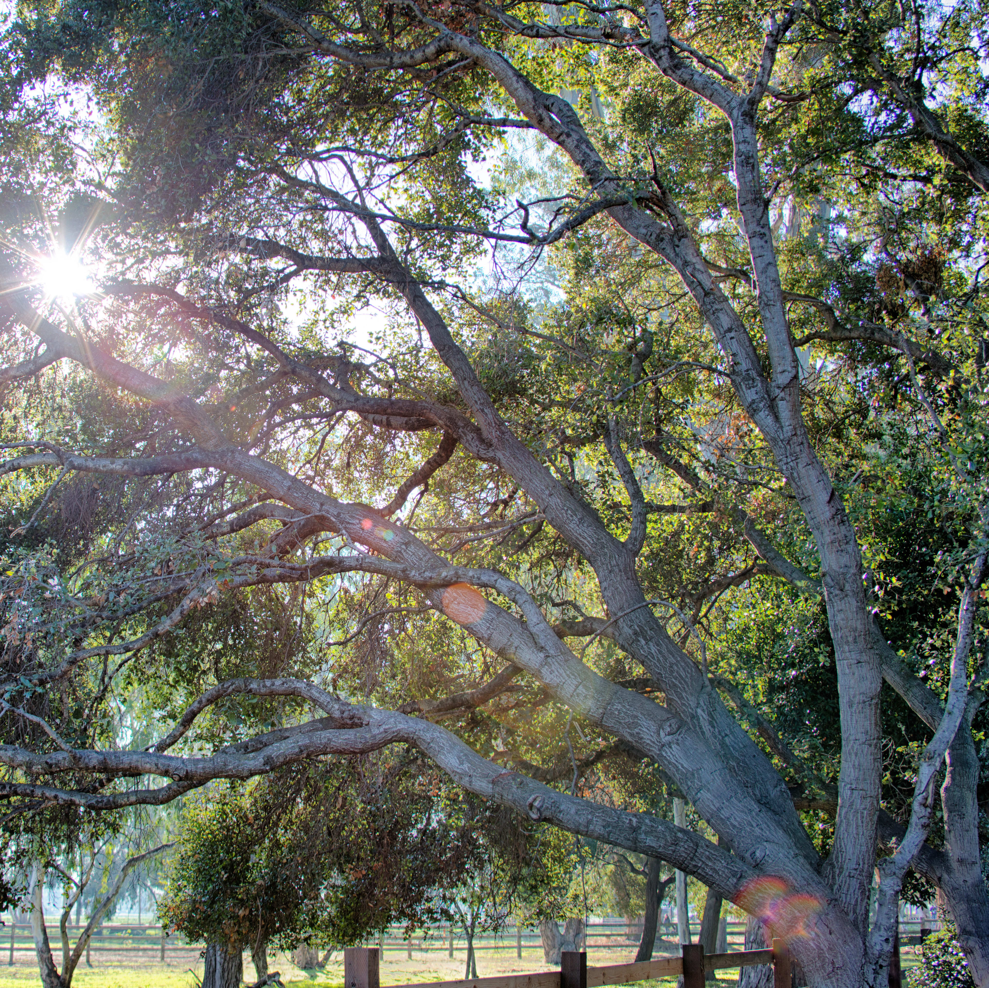 Framed by grand oaks and peaceful surroundings, Oakhill Reserve offers a calm, connected lifestyle — a place where vibrant moments and quiet retreats exist in perfect balance.