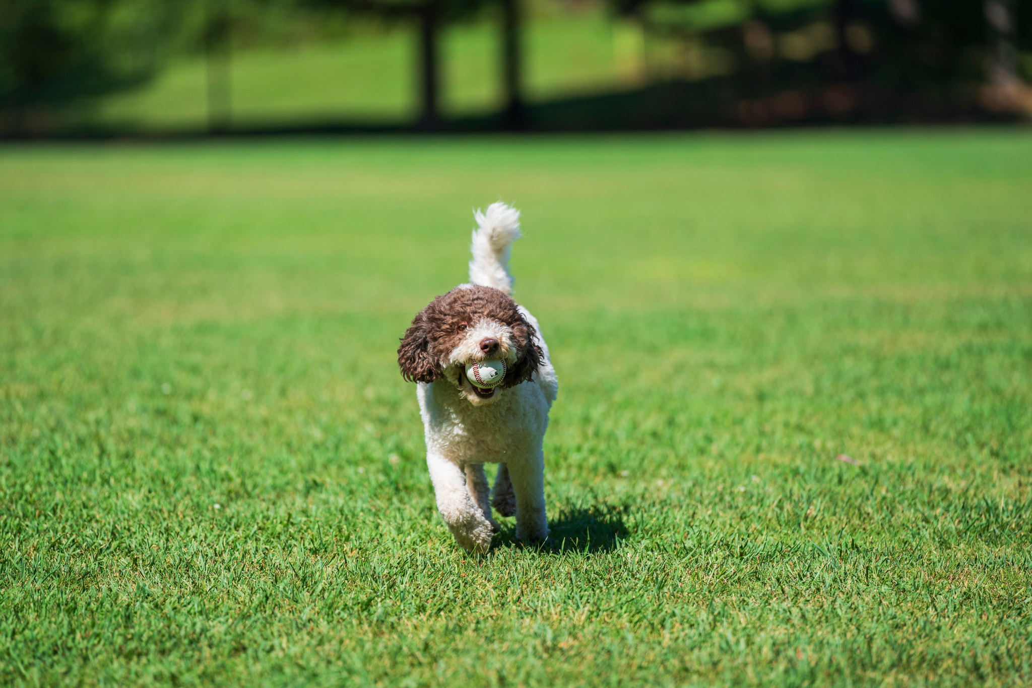Community Dog Park
