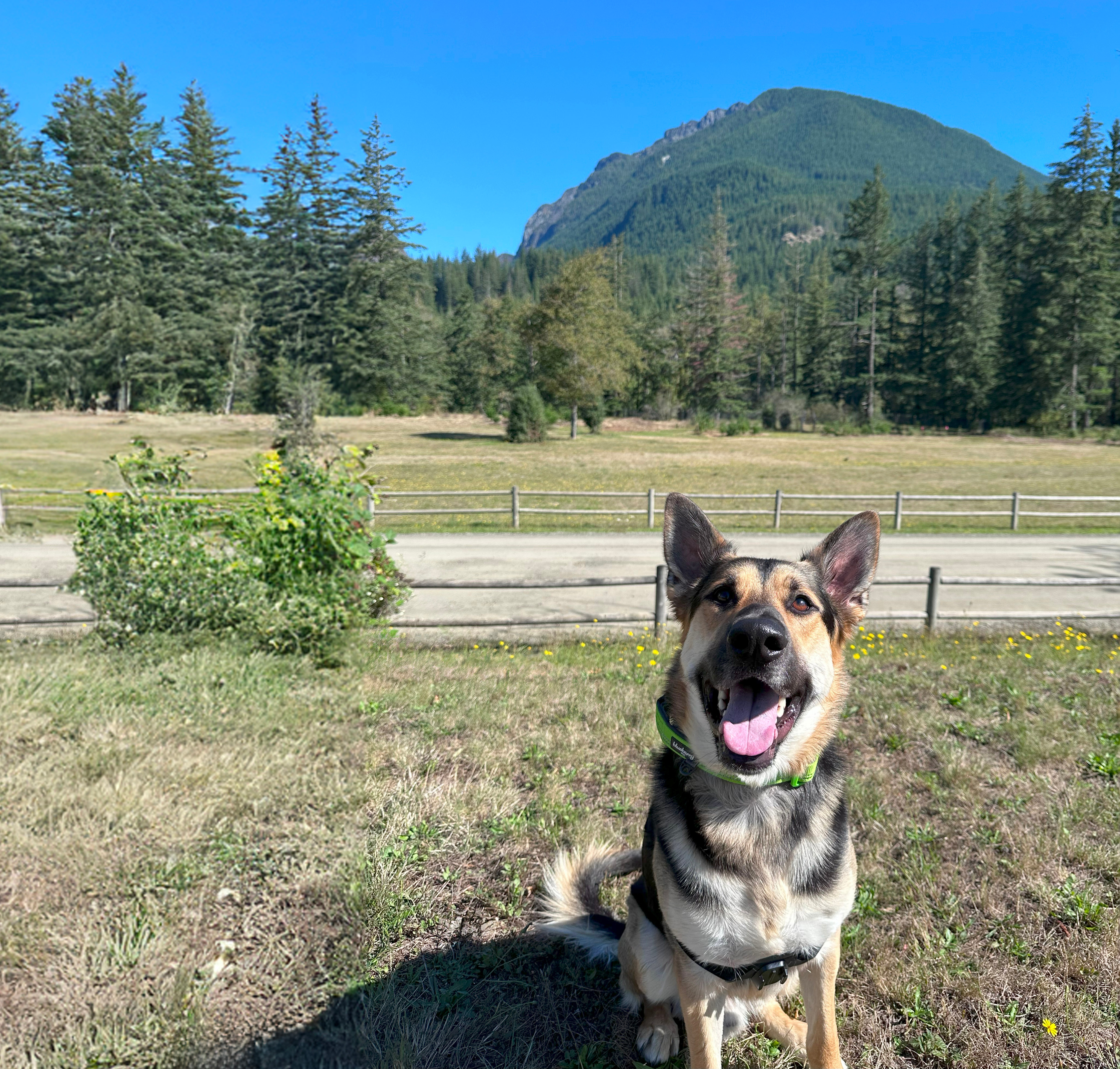 A German shepherd dog sits in a grassy field, with a forested mountain range and blue sky in the background.