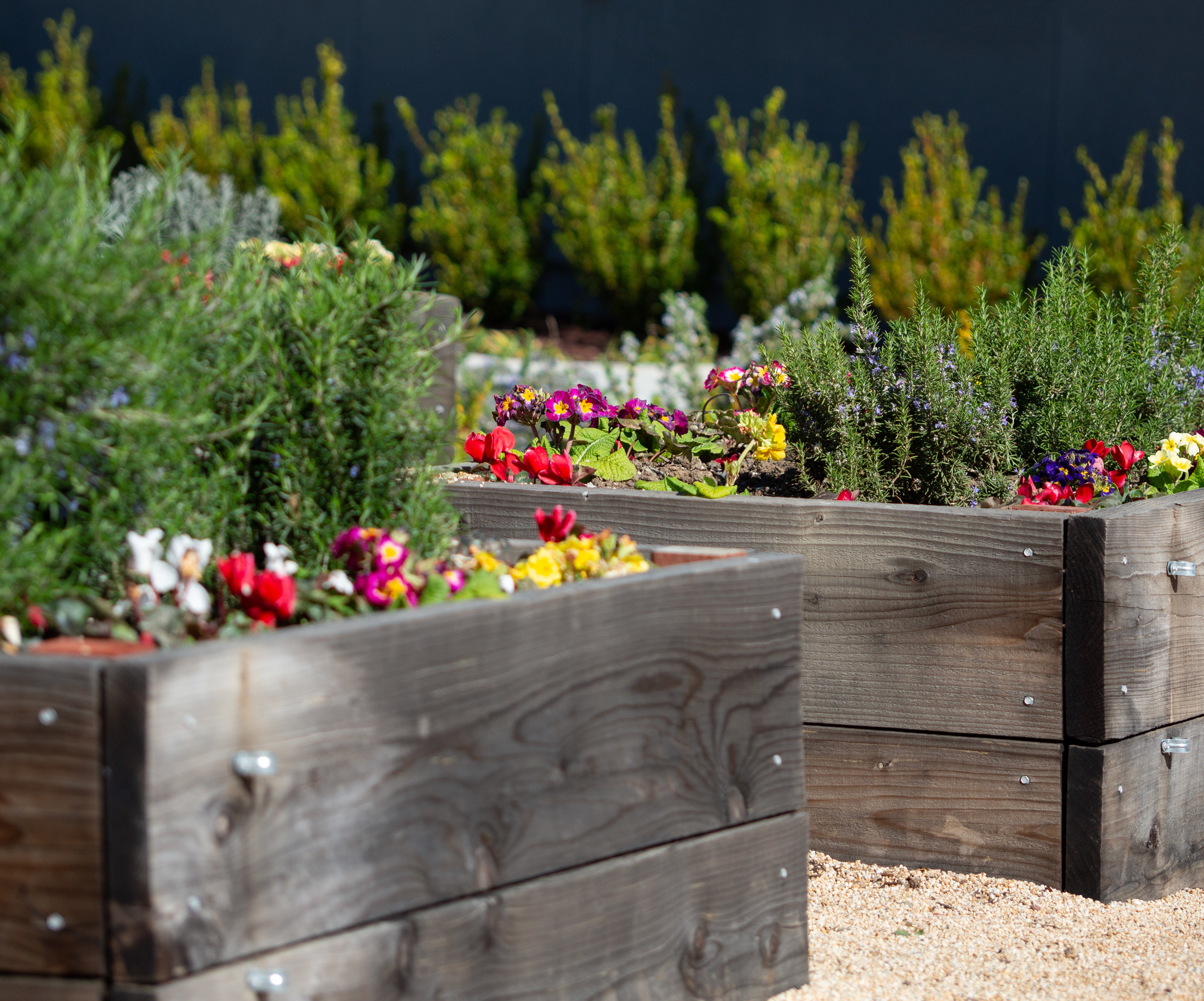 Vibrant flowers and lush greenery fill raised wooden planters against a dark background, creating a visually striking and serene garden display.