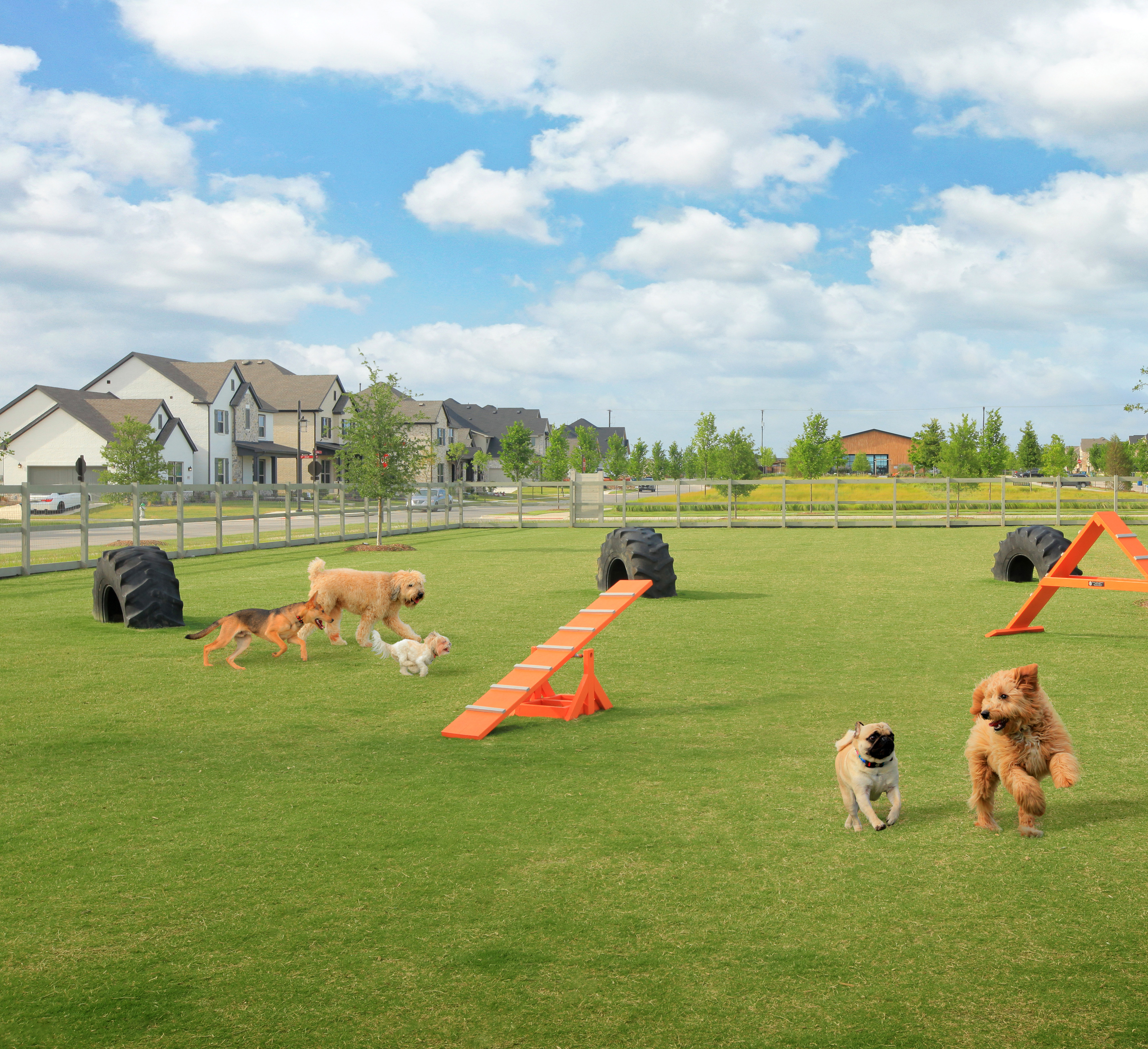 A grassy field with several dogs playing on agility equipment, surrounded by a residential neighborhood with houses and trees in the background.