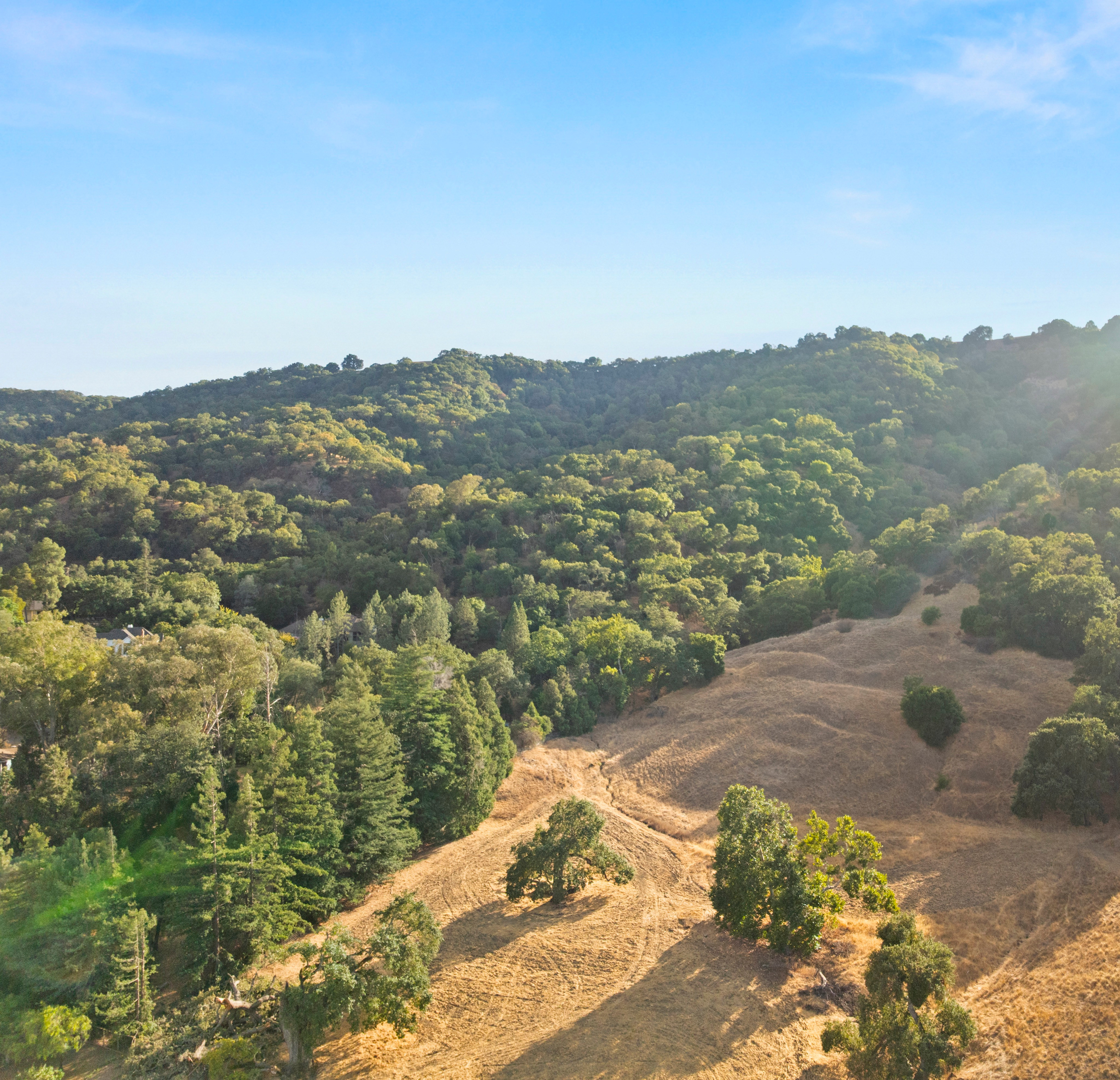 A lush, hilly landscape with a winding dirt road cutting through the verdant foliage, bathed in the warm glow of the sun.