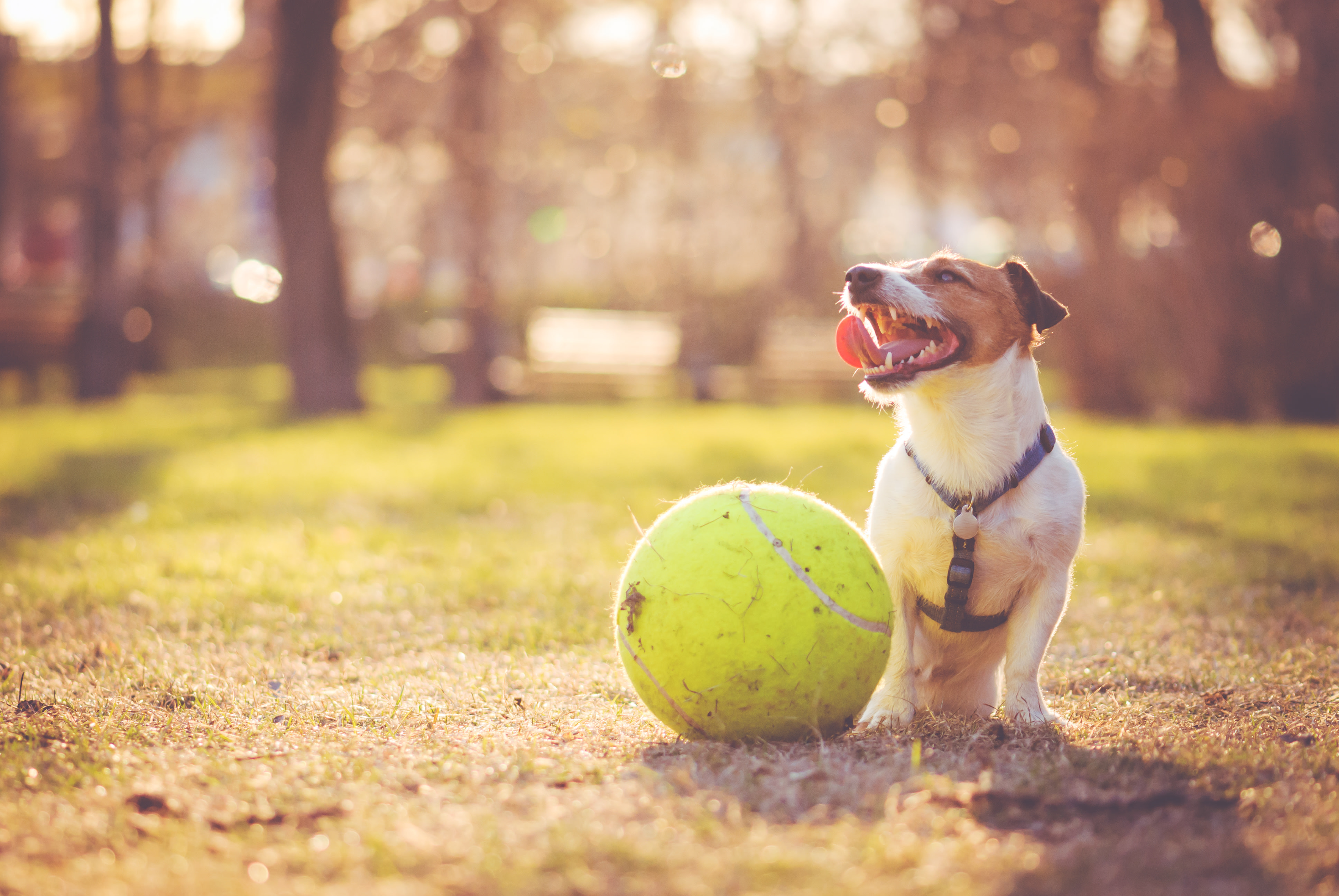 A happy dog sits in a grassy field, surrounded by a warm, blurred forest backdrop, with a large tennis ball in front of it.