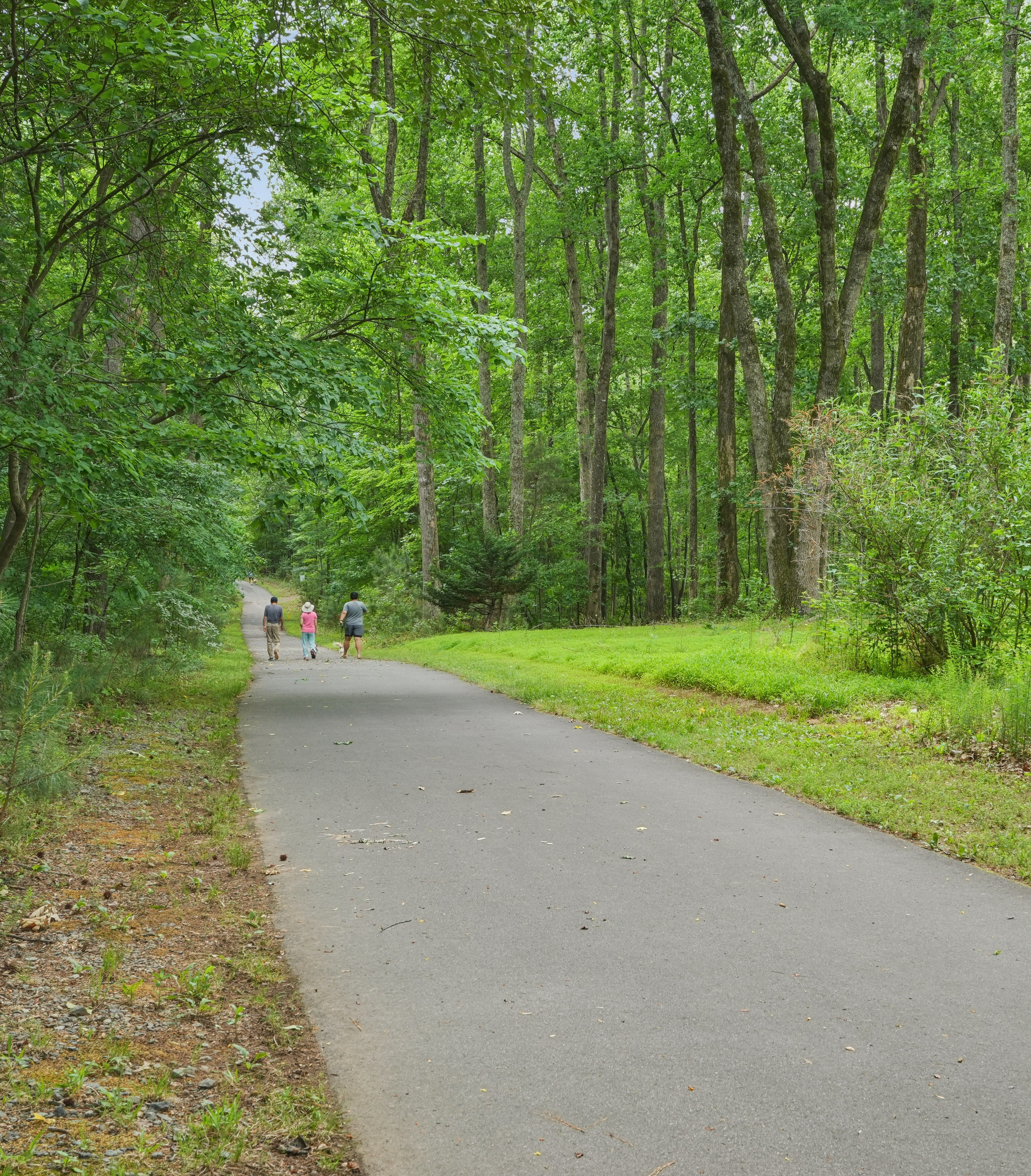 A paved path winds through a lush green forest with a few people walking in the distance.
