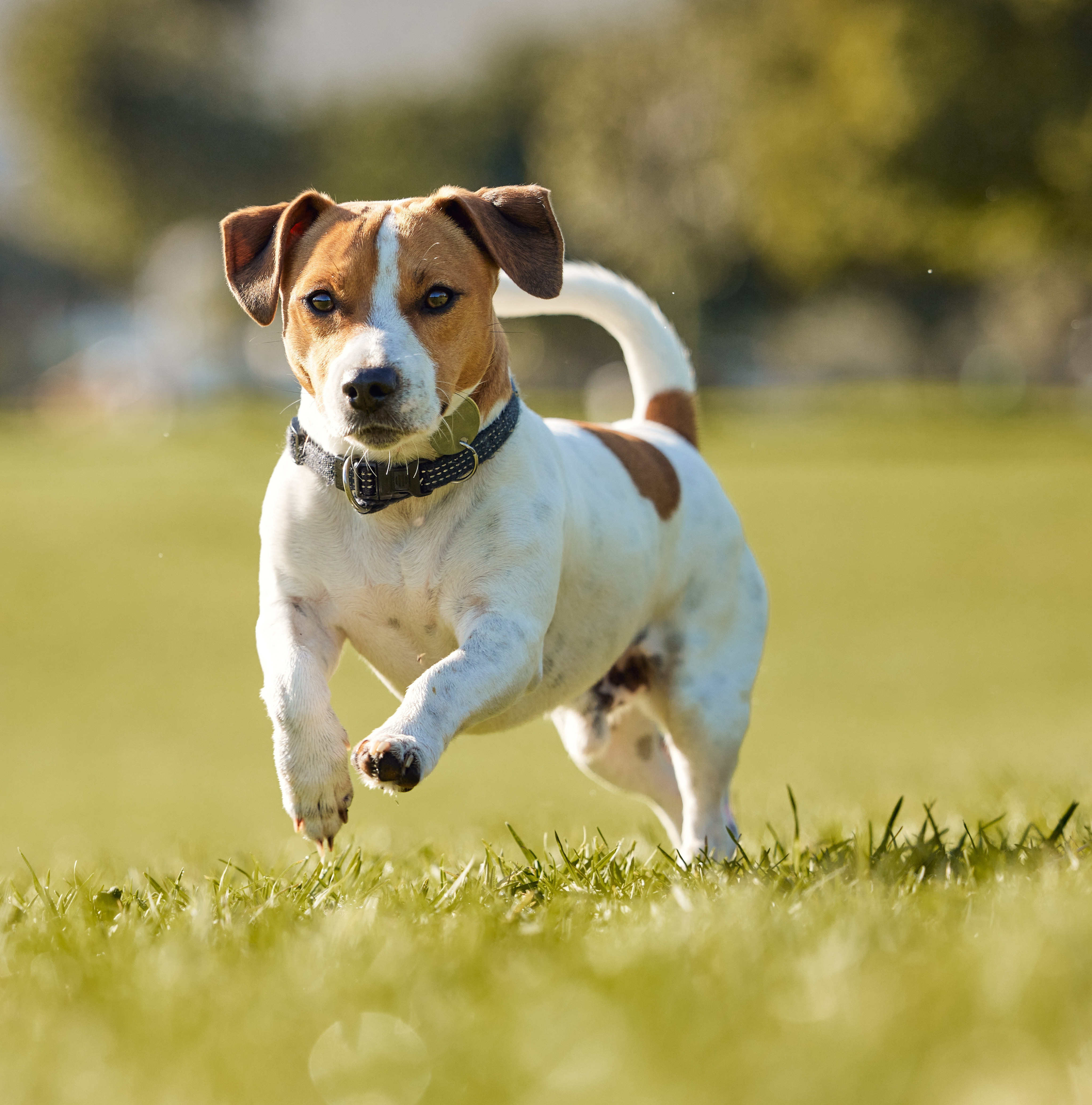 Dog Park