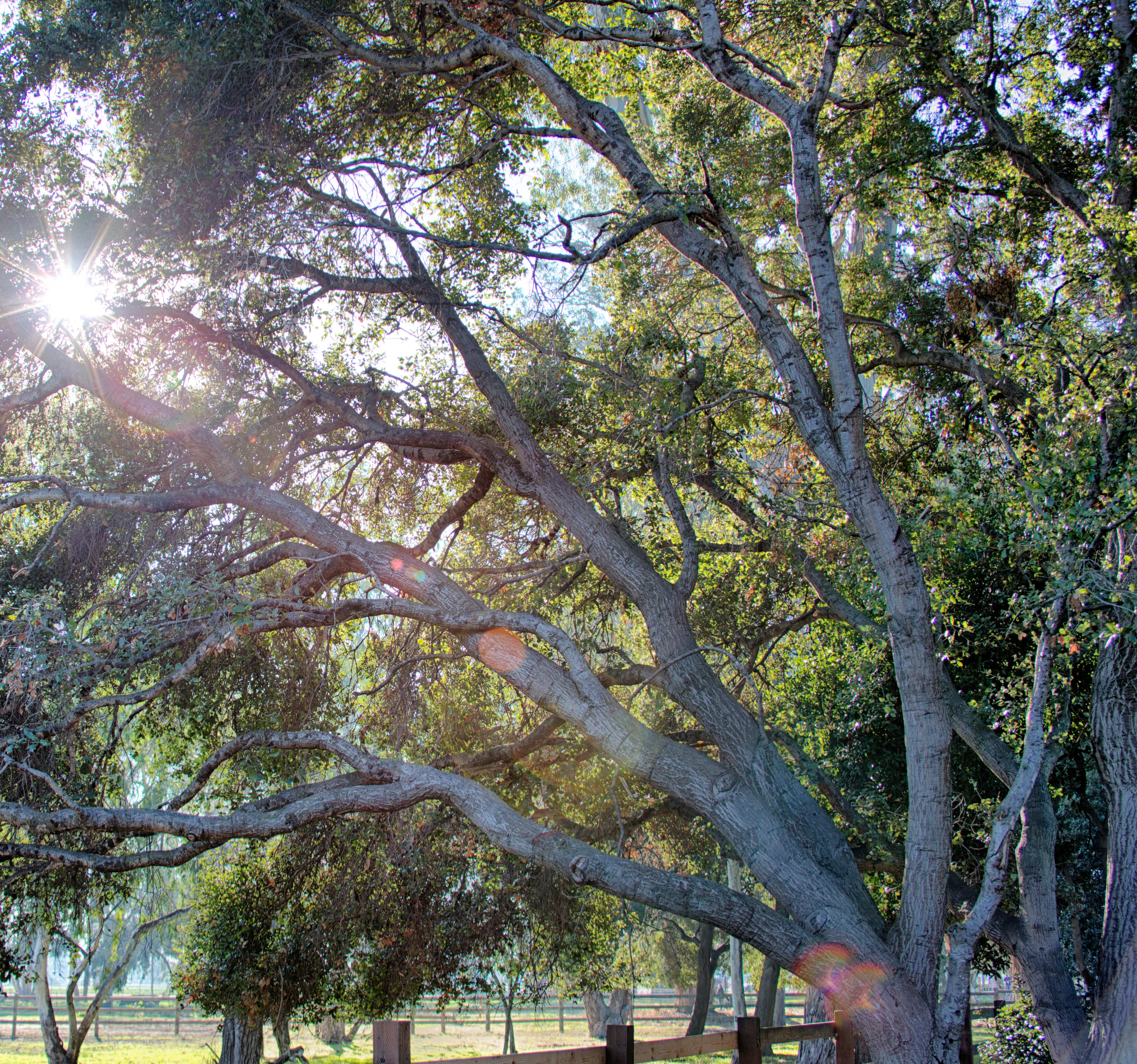 Framed by grand oaks and peaceful surroundings, Oakhill Reserve offers a calm, connected lifestyle — a place where vibrant moments and quiet retreats exist in perfect balance.