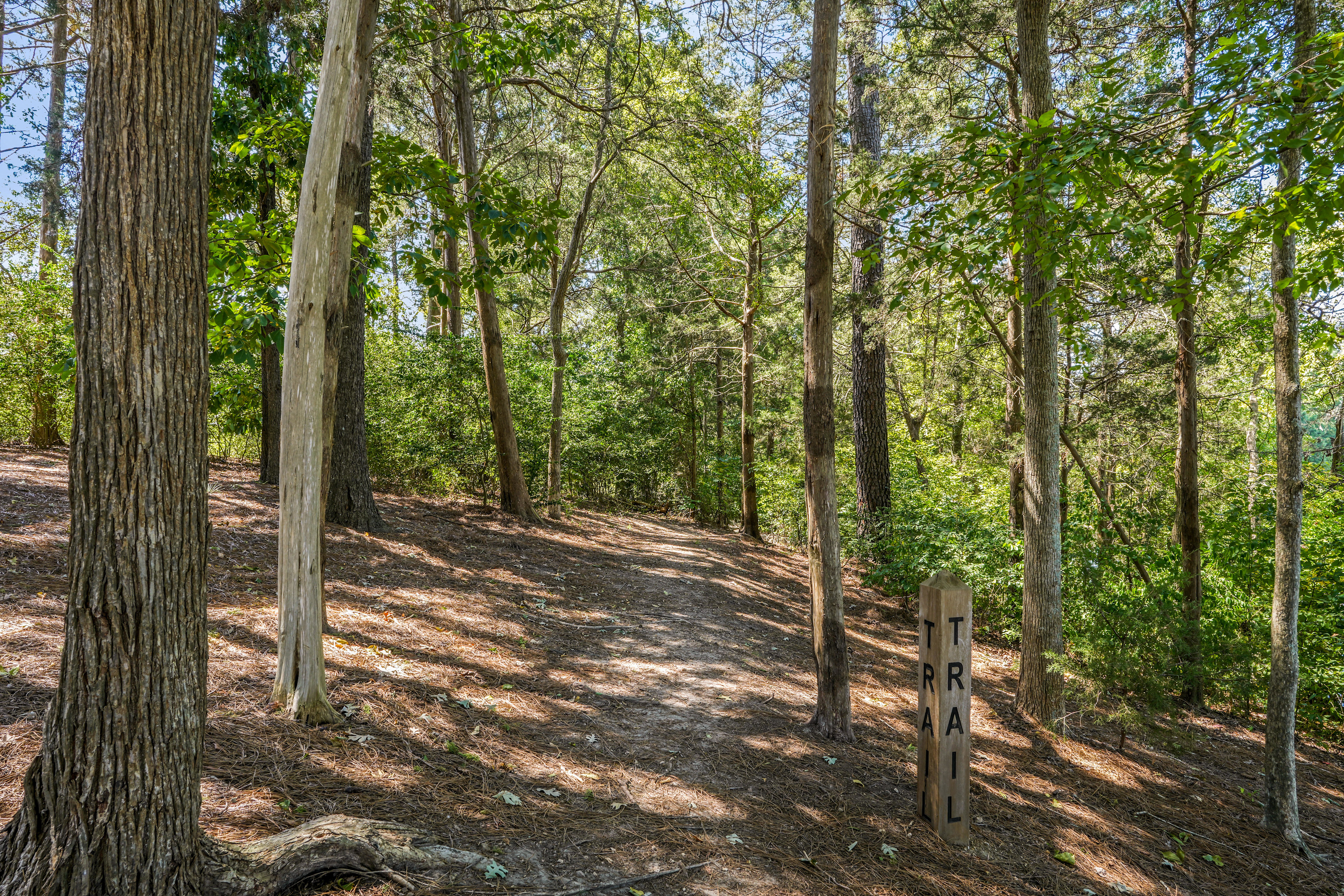 A winding dirt trail leads through a lush, forested area with tall, slender trees and a canopy of green foliage overhead.