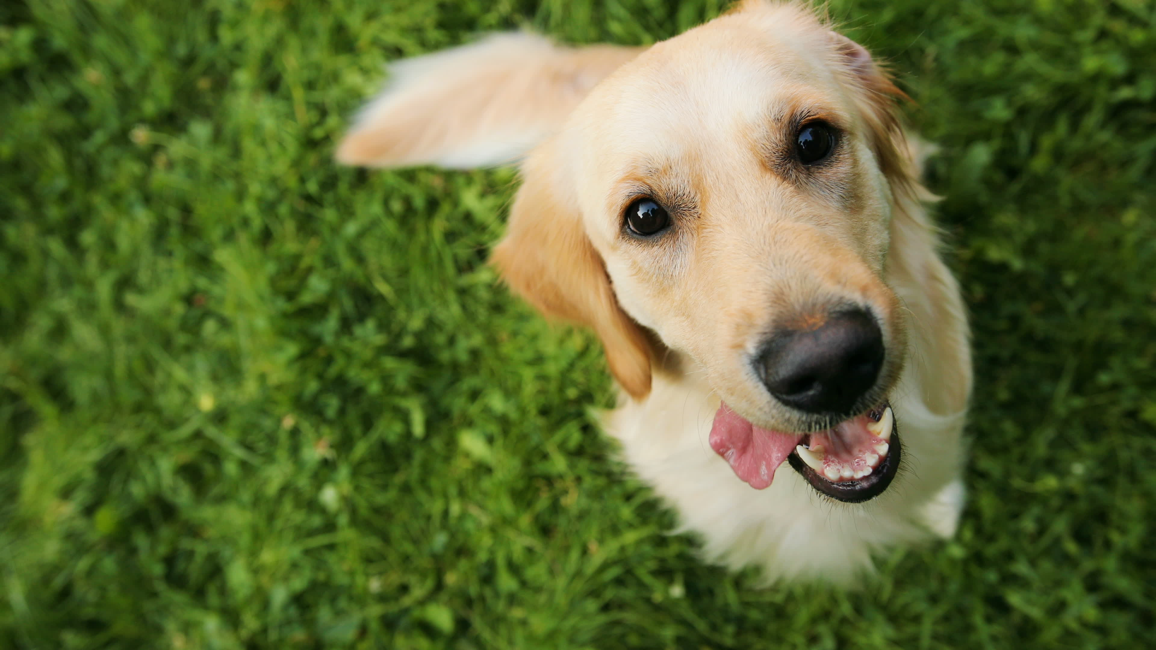 A happy golden retriever dog with a friendly expression sits in a lush green grassy field.