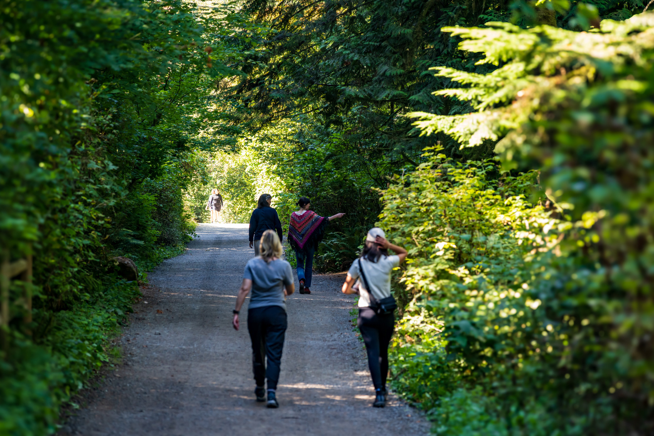 A lush, verdant path winds through a dense forest, with several people walking along the trail in the foreground.