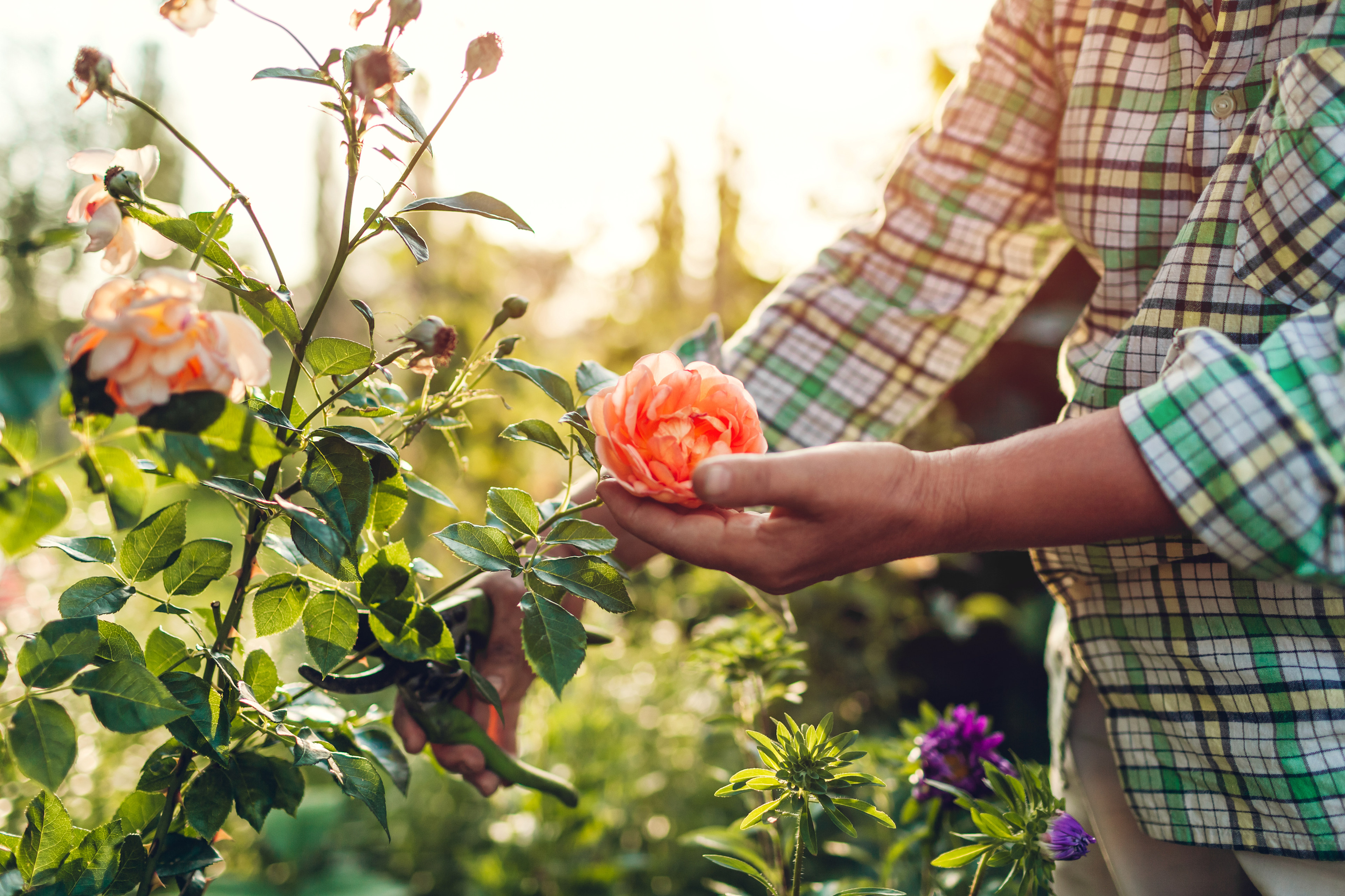 A person's hand gently holding a vibrant orange rose amidst a lush, colorful garden filled with various plants and flowers.